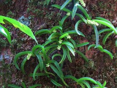 Phreatia crassiuscula