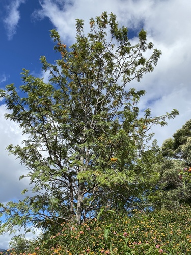 Grevillea robusta