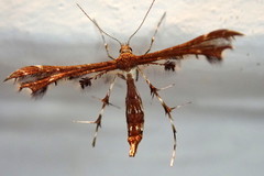 Geina tenuidactylus