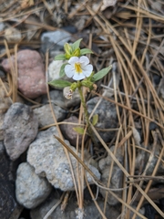 Diplacus torreyi