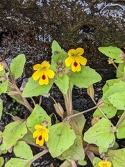 Erythranthe alsinoides