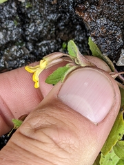 Erythranthe alsinoides