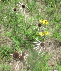 Echinacea sanguinea