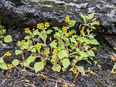 Erythranthe alsinoides