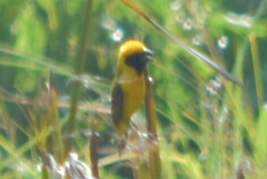 Ploceus hypoxanthus chryseus