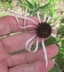 Echinacea sanguinea