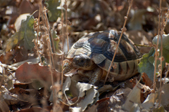 Testudo marginata