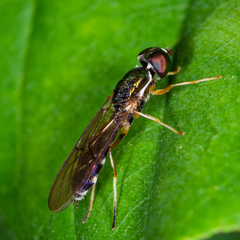 Sargus fasciatus