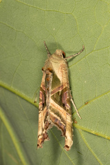 Phlogophora