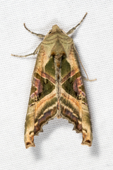 Phlogophora