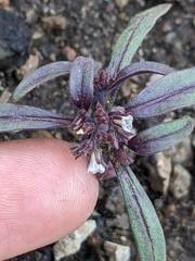 Phacelia racemosa