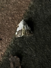 Tarache tetragona