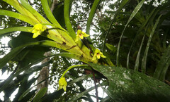 Maxillariinae