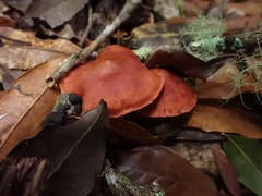 Cortinarius quercoarmillatus