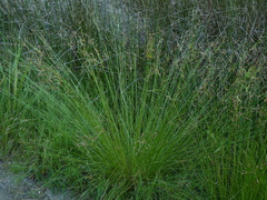 Fimbristylis castanea