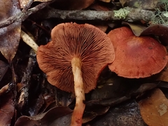 Cortinarius quercoarmillatus