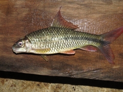 Osteochilus waandersii