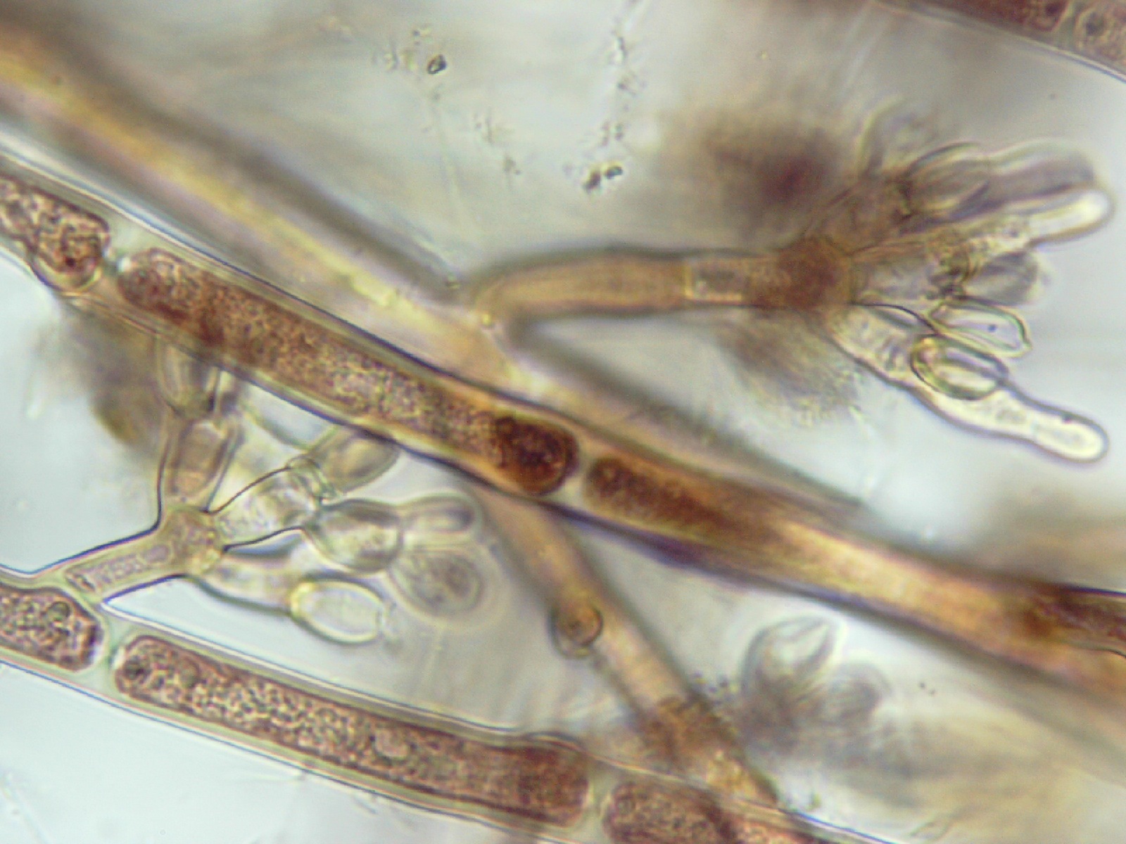 Audouinella