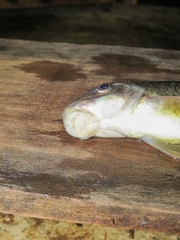 Osteochilus waandersii
