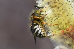 Dolichovespula albida