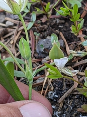 Calochortus nudus