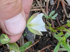 Calochortus nudus