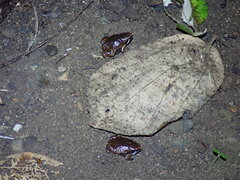 Hypopachus variolosus