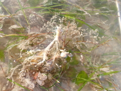 Amathia verticillata