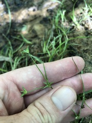 Juncus repens