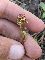 Micranthes aprica