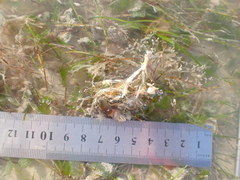 Amathia verticillata