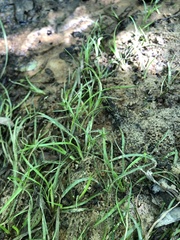 Juncus repens