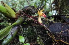 Maxillaria acutifolia