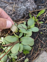 Micranthes aprica
