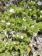 Phlox condensata