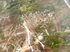 Amathia verticillata