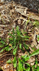 Plantago debilis