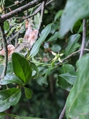 Euonymus europaeus