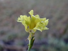 Goodenia fascicularis