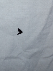 Cryptothelea nigrita