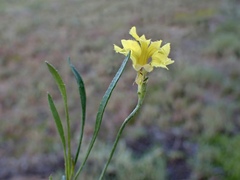 Goodenia fascicularis