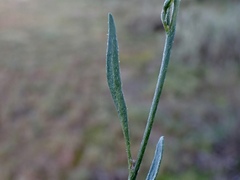Goodenia fascicularis