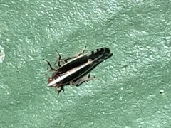 Stenocranus brunneus