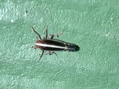 Stenocranus brunneus