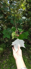Mallotus paniculatus formosanus