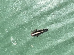 Stenocranus brunneus