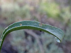 Goodenia fascicularis
