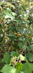 Mallotus paniculatus formosanus