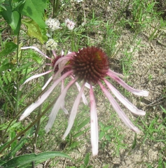 Echinacea sanguinea