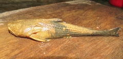 Asian Banjo Catfish photo 3